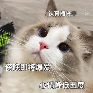 檸檬の花言葉を知っていますか