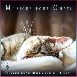 Musique pour câliner les chats