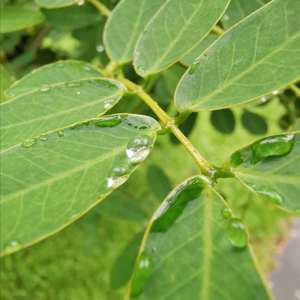 SNØW-漫步雨中（prod by #Rye）（mr. lee remix）