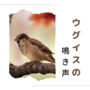 なだらかな風の予感