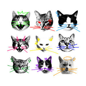 GATINHO