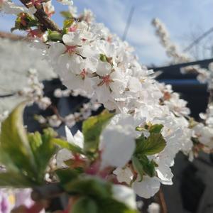 中西乐器的碰撞