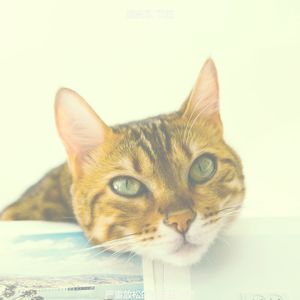 微妙的放松的猫心情