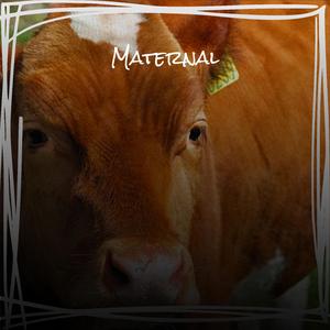 Maternal