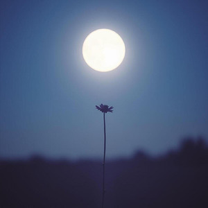 月影に眠る花