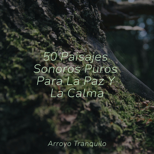 Serenidad Junto Al Fuego