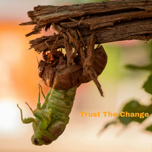Trust The Change