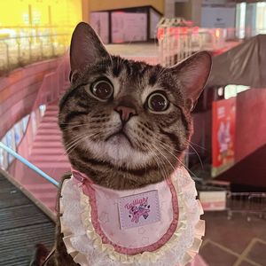 不在乎（Cover icyball 冰球乐团）