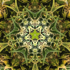 Meditation Slow Waves