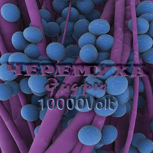 Стафилококк золотистый