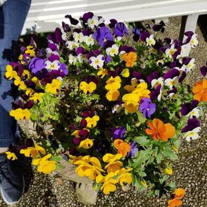 Nocturne No. 3, Op. 9 No. 3