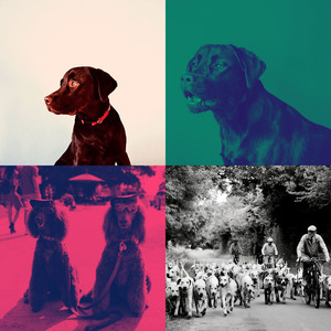 温和孤独的狗梦想