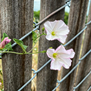 ALL YOU GOTTA DO TO BE BETTER IS TO TRAIN (DEMO)