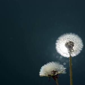 北方女王（原唱：尧十三）