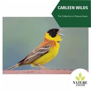 Little Spots On Woods