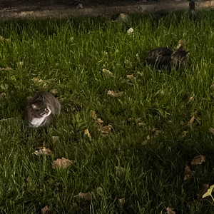 котики