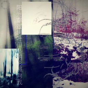 阳光穿过树叶但是阴影照向我