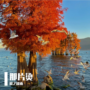 那片烫