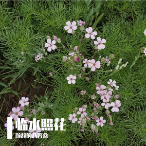 临水照花