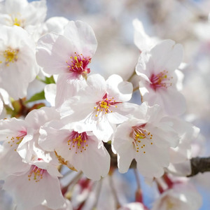 君がいる春 桜舞う (Cover)