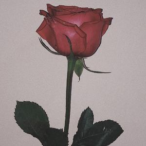玫瑰（片段）（翻自 贰佰）
