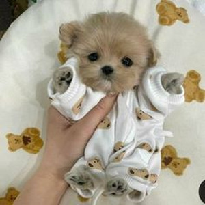 thanK you aIMee (slowed)