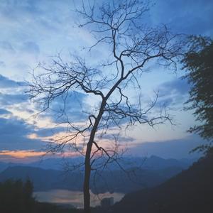 如果我是一棵树，如果我是的话，