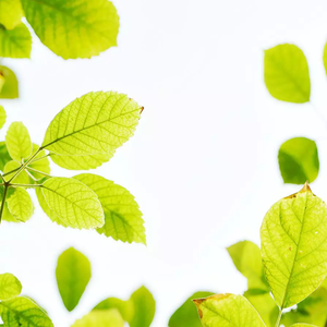 猫熊团有你（翻自：北京欢迎你）