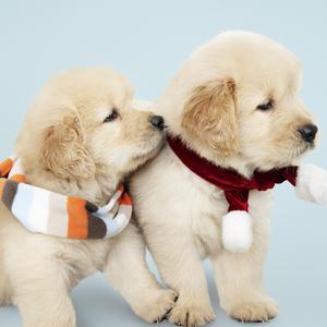 しあわせの保護色