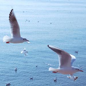 山阁