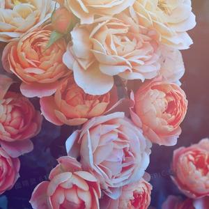 普希金（翻自丁薇）