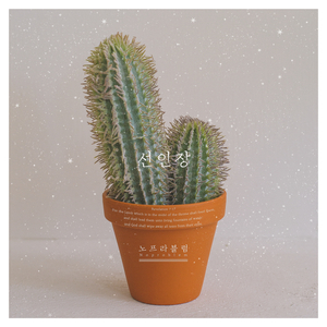 선인장