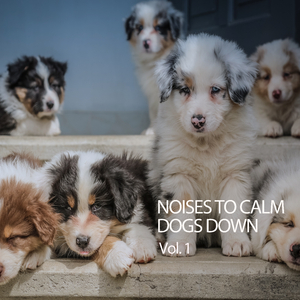 Doghouse