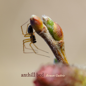 anthill bed