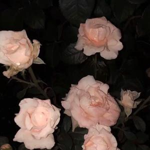 关于那些（prod by T.Ree）