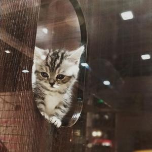 附录情歌（翻自 牧野由依）