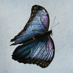 父亲写的散文诗