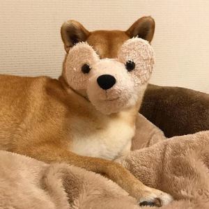 懒人漫游 (cover戴佩妮)