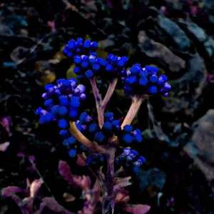 see you again 伴奏