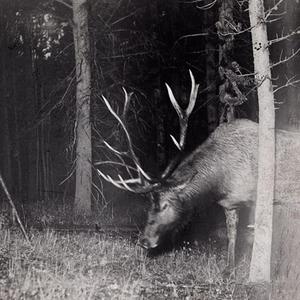 Houndstooth (feat. Amanda Doucette)