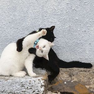 Deadinside (哈基米版)