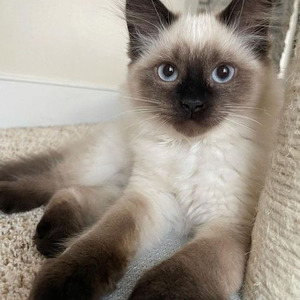 DON'T JEALOUS ME (nightcore)