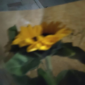 椿（Prod by EVO MUSIC）