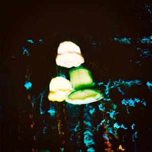 Thunder In The Woods