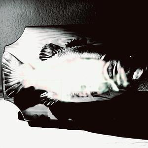 Rockfish