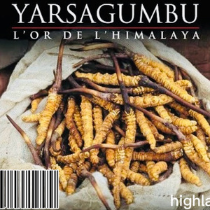 チーム友達（虫草remix）