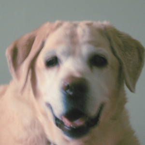 Roller Disco (Disco Lives Forever)