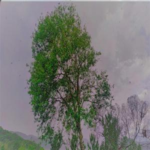 Não quero mais chorar