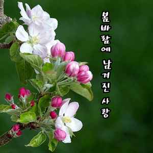 봄바람에 남겨진 사랑