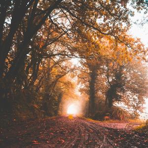 Lanterns on the Lake